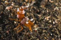 Do ya think I'm sexy ? Sexy shrimp, D70, 60mm, twin DS50s. by Simon Pickering 